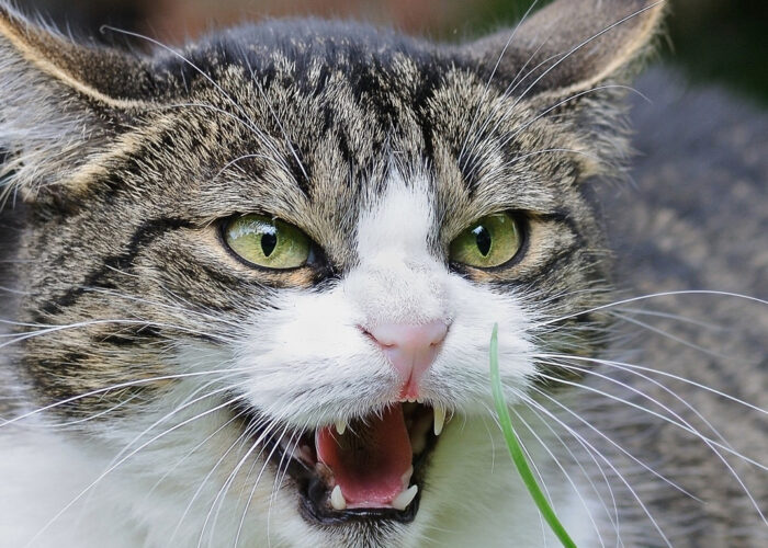 Enfermedad por arañazo de gato