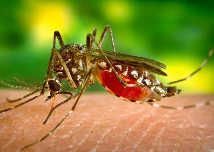 Infecciones por arbovirus