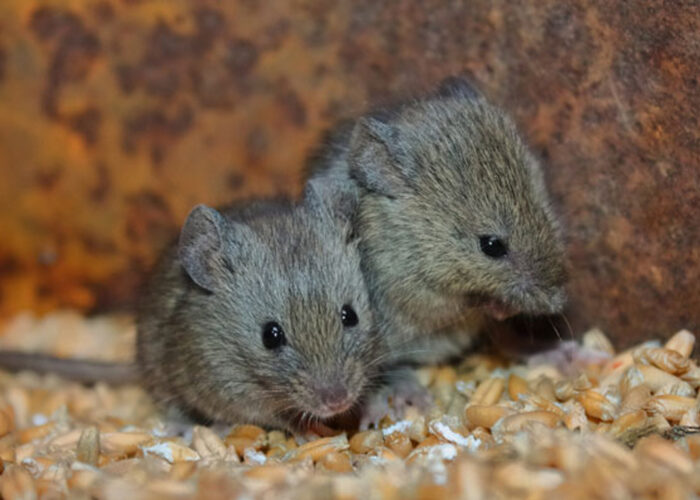 Rabia de origen no canina
